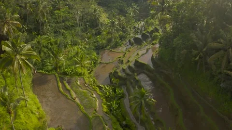 Bally rice fields, jungle, lake in the forest Stock Footage 130920999