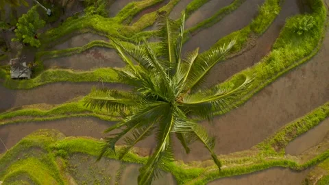 Bally rice fields, jungle, lake in the forest Stock Footage 130921028