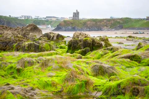 Ballybunion castle algae covered rocks Stock Photos