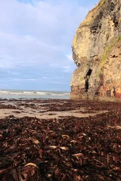 Ballybunion cliffs seaweed Stock Photos