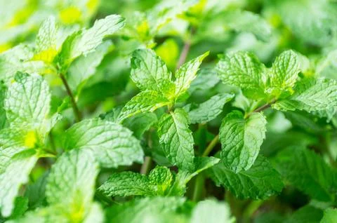 Balm mint Stock Photos