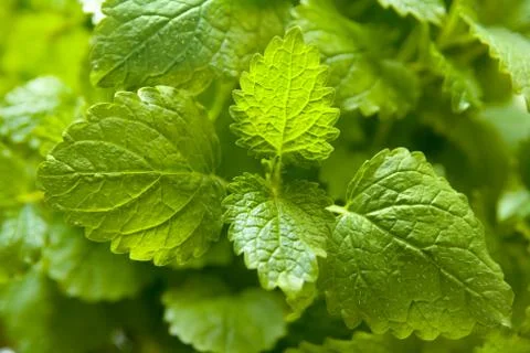 Balm plant Stock Photos