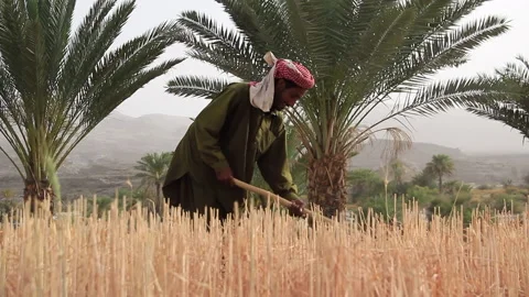 Baloch farmer in wheat fields Stock Footage 201942363