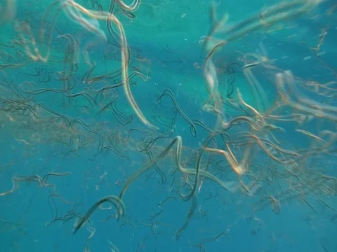 Balolo worms dancing in the ocean Stock Footage 106136344