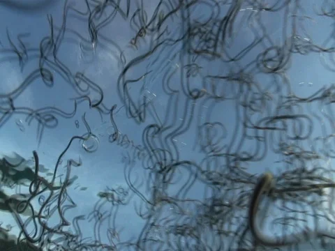 Balolo worms dancing in the ocean2 Stock Footage 106135902