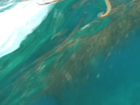 Balolo worms dancing in the ocean3 Stock Footage 106136402