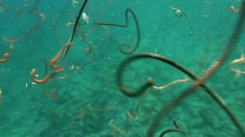 Balolo worms dancing in the sea. Stock Footage 106136498