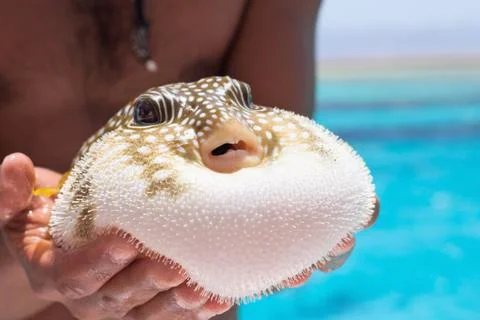 Baloon fish Stock Photos