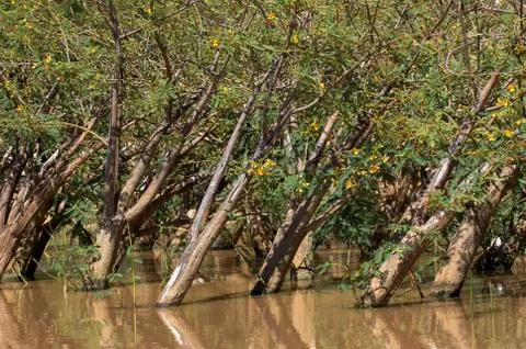 BALSA aeschynomene elaphroxylon Stock Photos