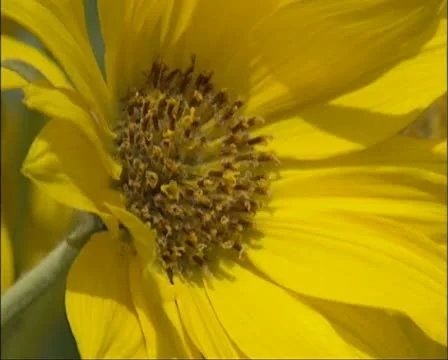 Balsalmroot blooming Stock Footage 21981453