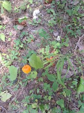 Balsam Apple Stock Photos