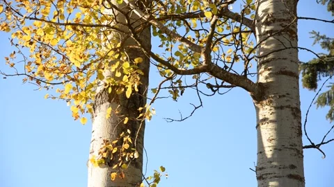 Balsam Poplar Tree in Fall Stock Footage 218275155