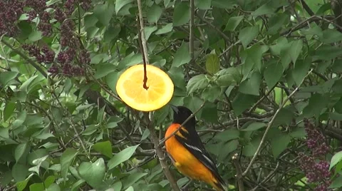 Baltamore Oriel eating an Orange Slice Video stock 59675049