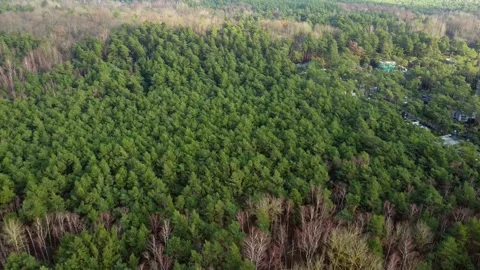 Baltic Coastline Forest Landscape from Above Stock Footage 330231949
