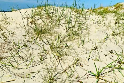 Baltic dunes Stock Photos