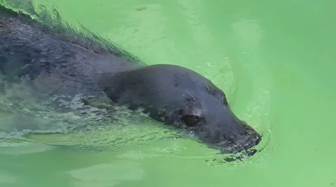 Baltic grey seal Vídeo Stock 49589565