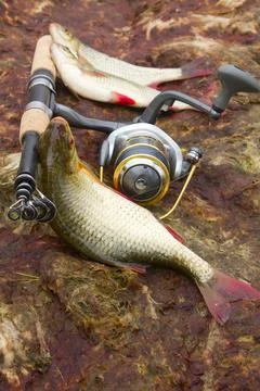 Baltic rudd Stock Photos