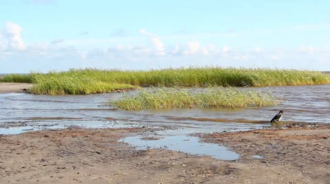 Baltic sandy beach Video stock 36212802
