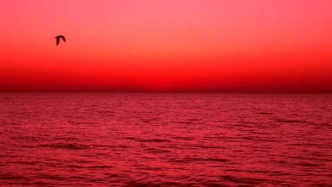 Baltic sea after sunset. Dark sea water. Flying birds in the sky. Real time. Stock Footage 155195999