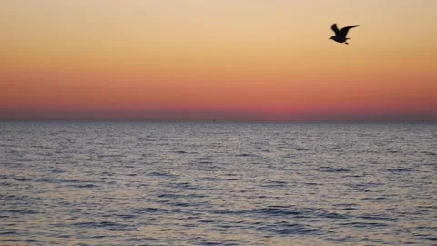 Baltic sea after sunset. Dark sea water. Flying bird in the sky. Real time. Stock Footage 155441481