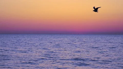 Baltic sea after sunset. Dark sea water. Flying seagull in the sky. Real time. Stock Footage 155441490