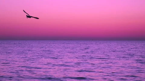 Baltic sea after sunset. Dark sea water. Flying seagull in the sky. Real time. Stock Footage 155442273