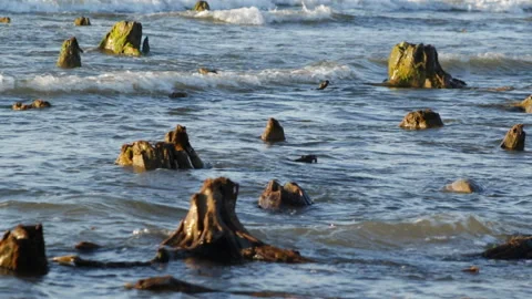 The Baltic Sea and stumps Video stock 90480141