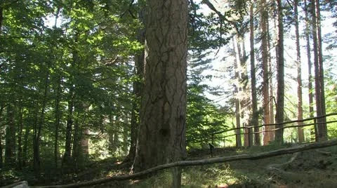 Baltic Sea Coast, Germany Video stock 11903525