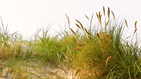 Baltic sea coast grass Video stock 147478603