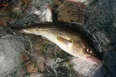 Baltic sea cod. Stock Photos