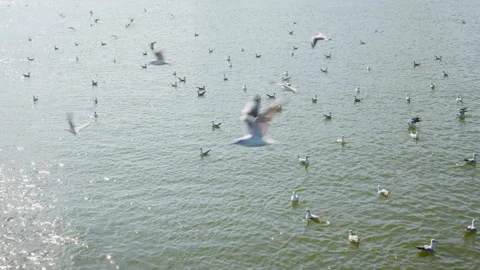 Baltic sea in with many seagulls Stock Footage 318449361