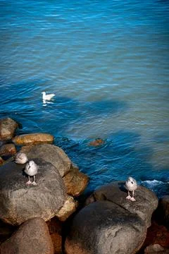 The Baltic Sea Stock Photos