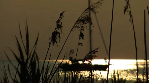 Baltic sea scene Stock Footage 7030053