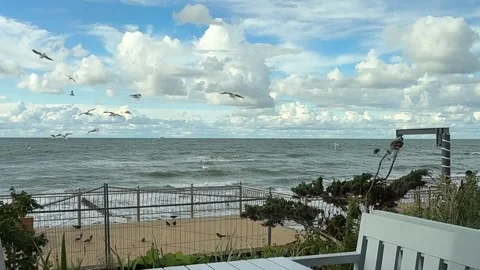 Baltic Sea Storm View with Flying Birds Stock Footage 317763973