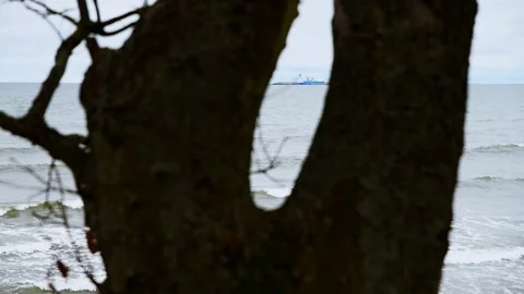 Baltic Sea view through tree trunk on overcast day Video stock 321736784