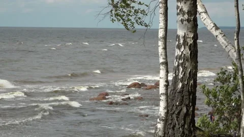 Baltic Sea, waves and birches Stock Footage 158198210