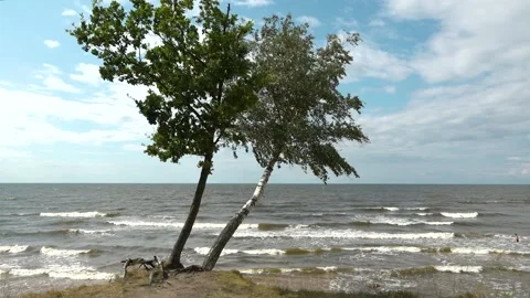 Baltic Sea, waves and two birches Stock Footage 158198213