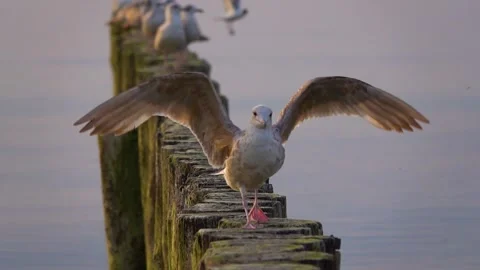 Baltic seagull goes wide spreading its wings on a wooden breakwater Stock Footage 202169014