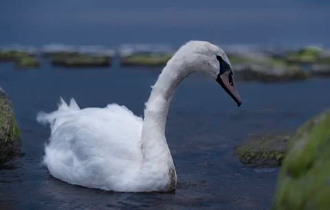 Baltic swan Stock Photos