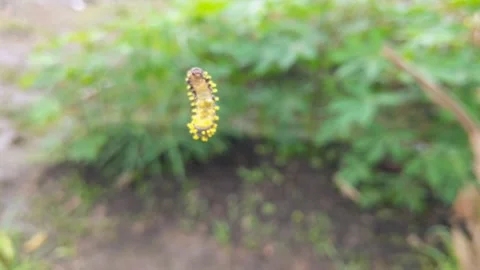 The Baltimore Checkerspot Butterfly Stock Footage 292758677