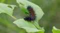 Baltimore Checkerspot (Euphydryas phaeton) - Caterpillar Feeding 1 HD Footage