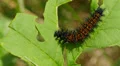 Baltimore Checkerspot (Euphydryas phaeton) - Caterpillar Feeding 4 HD Footage
