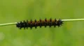 Baltimore Checkerspot (Euphydryas phaeton) - Caterpillar 1 HD Footage
