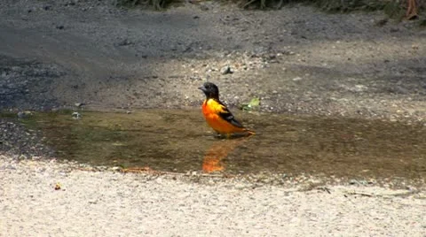 Baltimore Oriole bath Stock Footage 8914468