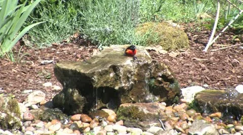Baltimore oriole bath1 Stock Footage 11115414