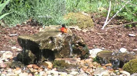 Baltimore oriole bath2 Stock Footage 11115503