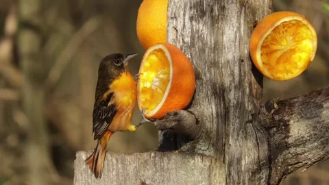 Baltimore oriole eating fresh orange fruit from a wooden bird feeder in nature Stock Footage 325612255