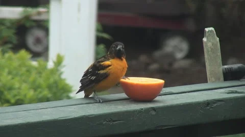 Baltimore Oriole eating an orange Stock Footage 154900993