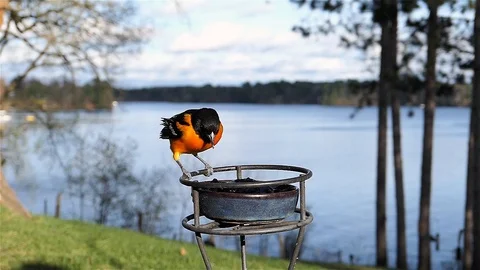 Baltimore oriole eats some food then takes off. Stock-Footage 123446126
