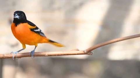 Baltimore Oriole perched on stick cleaning feet Stock Footage 88719507